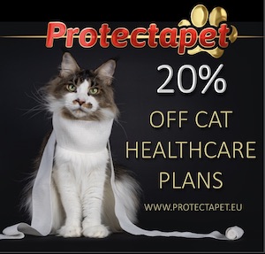 Norwegian forest cat with a bandage around its neck offering a 20% discount on Protectapet pet insurance 